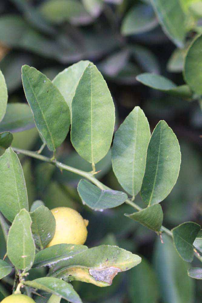            Sun leaves (Mexican, Riverside, CA)   